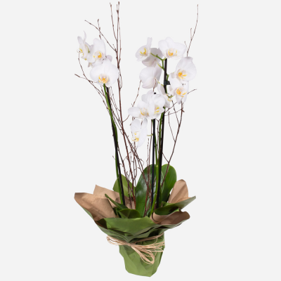 Orchid Plant
 - A long lasting elegant Orchid plant is a very lovely gift to give and receive. (Colour may vary)
